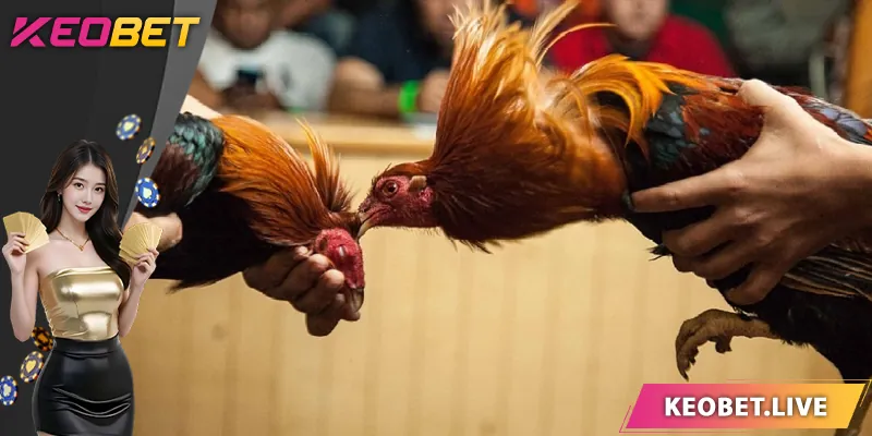 กฎพื้นฐานของการชนไก่