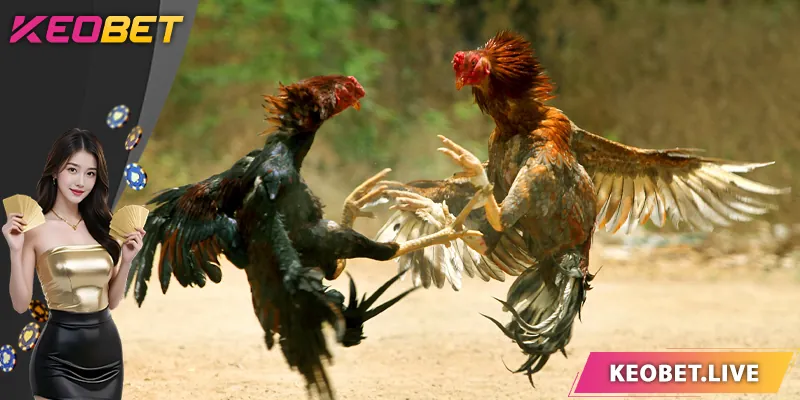 การชนไก่สด - เคล็ดลับการเล่นที่ KEOBET