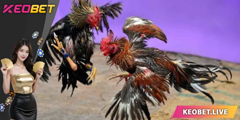 ข้อดีของการเล่นไก่ชนที่ KEOBET