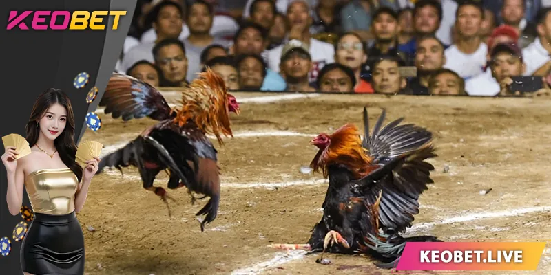 คำสั้นๆ เกี่ยวกับการชนไก่สดที่ KEOBET