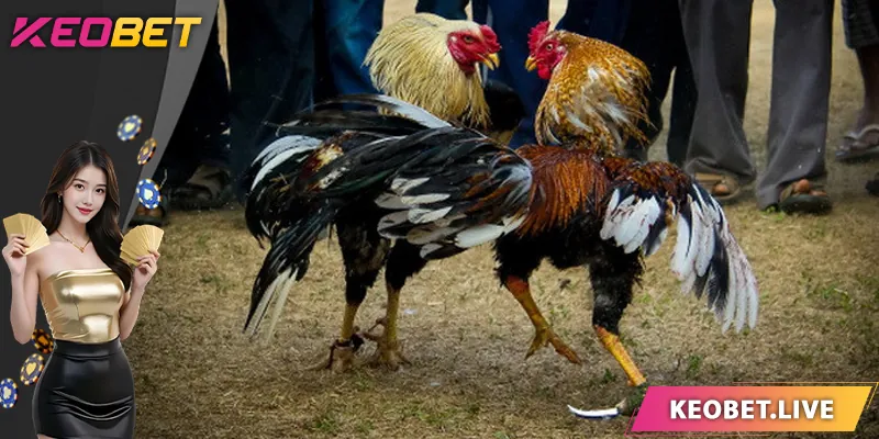 คำแนะนำสำหรับการชนไก่สด