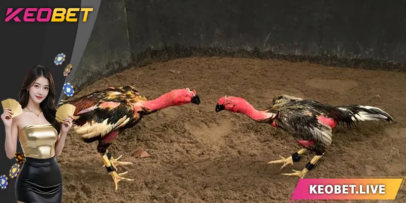 ภาพรวมของการชนไก่