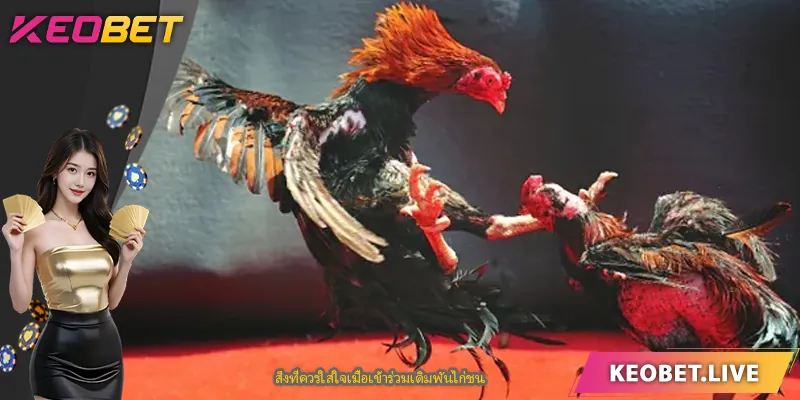 สิ่งที่ควรใส่ใจเมื่อเข้าร่วมเดิมพันไก่ชน