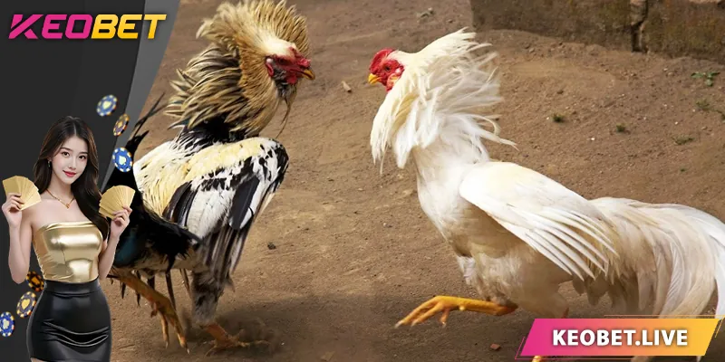 เคล็ดลับการเดิมพันไก่ชนสดที่มีประสิทธิภาพ