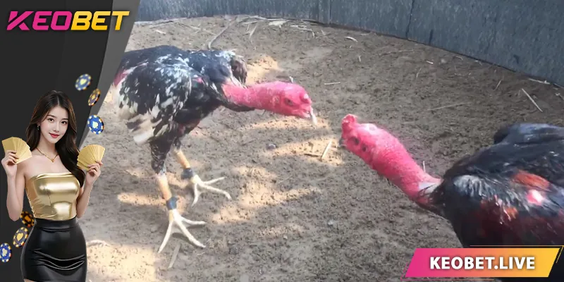 ไก่ชนเดิมพัน – สนามเล่นชั้นยอดสำหรับนักเดิมพันมือโปร