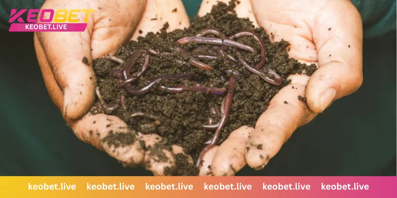 ความหมายทางจิตวิญญาณและโชคลาภจากฝันเห็นหนอน