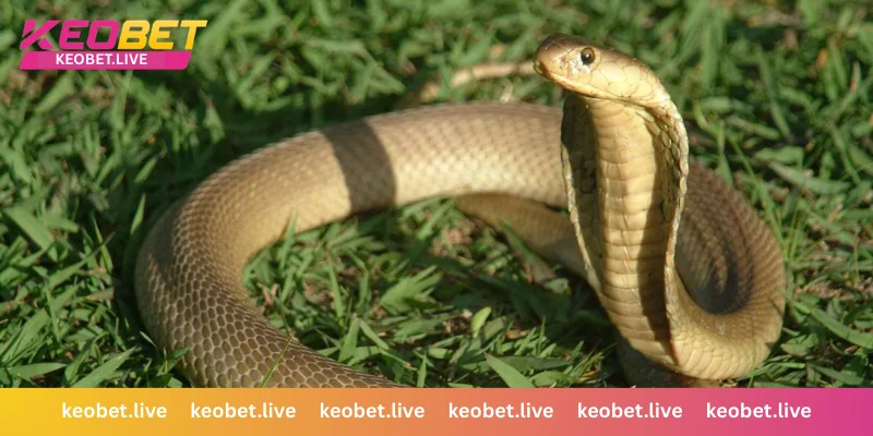 งูเข้าบ้าน เลขเด็ดจำแนกตามชนิดของงู