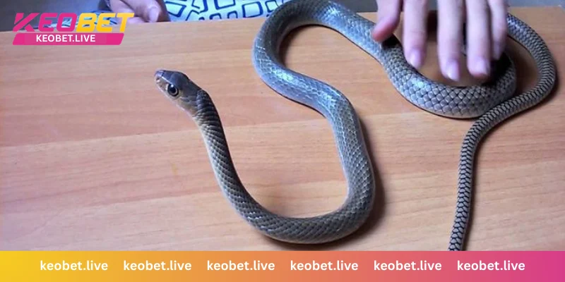 งูเข้าบ้าน เลขเด็ดลางบอกเหตุและพญานาค