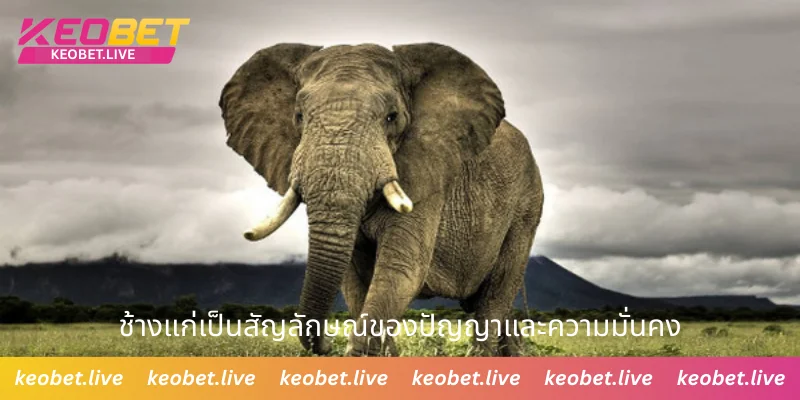 ช้างแก่เป็นสัญลักษณ์ของปัญญาและความมั่นคง