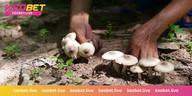 ส่องเลขแม่นๆ ตามชนิดของเห็ดแต่ละประเภทในฝัน