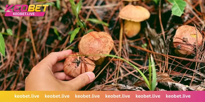 ฝันว่าได้เก็บเห็ดและสัญลักษณ์แห่งความมั่งคั่ง