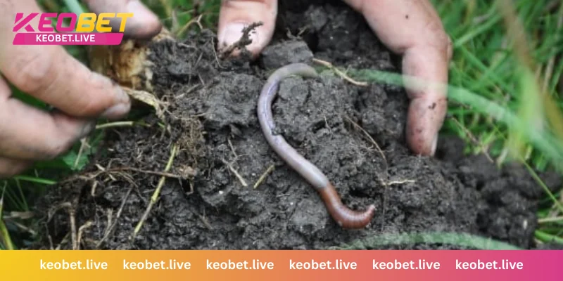 ส่องเลขเด็ดและสถิติแม่นๆ จากความฝันเห็นหนอน