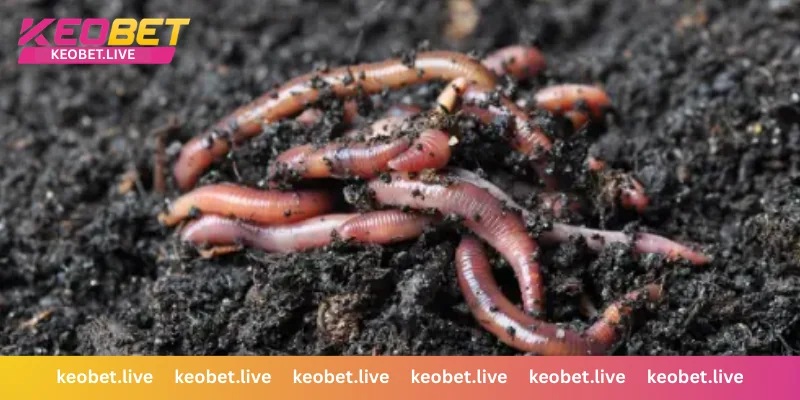 เจาะลึกความหมายฝันเห็นหนอนในแต่ละรูปแบบ