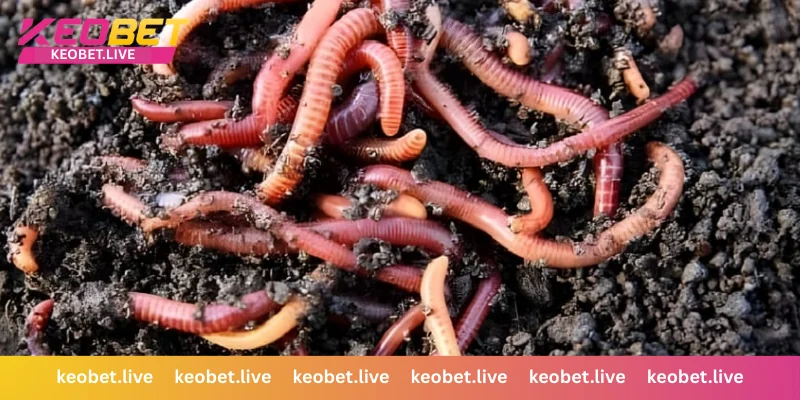 เทคนิคจัดการเงินทุนเพื่อกำไรสูงสุดเมื่อฝันเห็นหนอน